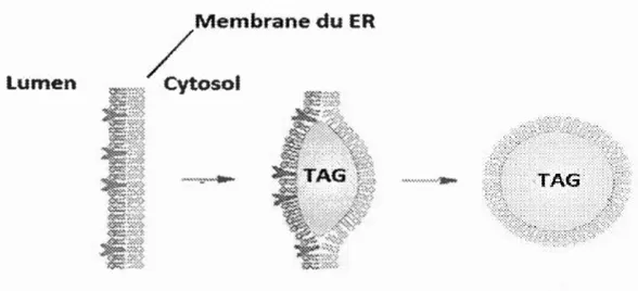 Figure 1.7  Bourgeonnement  de  la  gouttelette  lipidique  dans  le  cytosol.  Les  TAGs dans  la bicouche du  RE  bourgeonnent hors de  cette  organelle pour  aller  dans le 