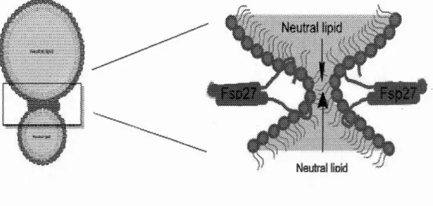 Figure 1.8  Fusion  des  gouttelettes  lipidiques  grâce  à  Cidec/Fsp27 .  Les  GLCs  peuvent  fusionner  grâce  à la  formation  d ' un  pont  entre  les  deux  gouttelettes ,  produit  par la protéine Fsp27 