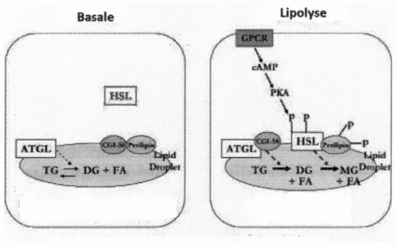 Figure 1.9  Processus  de  lipolyse  des  gouttelettes  lipidiques  dans  les  tissus  adipeux 