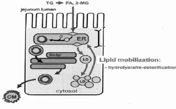 Figure 1.10  Hydrol y se / réestérification  des  gouttelettes  lipidiques  dans  le  cytosol