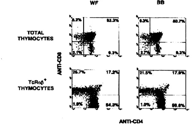 Figure  2 : Le phénotype du thymus chez les rats sauvages et  BB-DP.  Le développement 