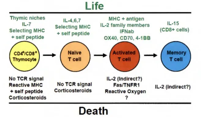 Figure 4 :  Régulation de la survie des lymphocytes T  dans les organes lymphatiques  secondaires