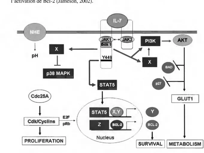Figure 5 :  Signalisation d 'IL-7  pour le  maintien de la survie des lymphocytes T.  La 