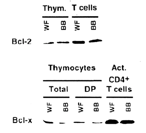 Figure  7 :  Expression  de  Bcl-2  et  Bcl-xL  chez  le  rat  sauvage  et  BB-DP.  Immunobuvardage de type western de Bcl-2 et Bcl-xL