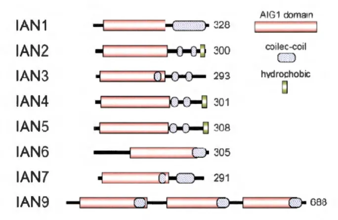 Figure 9: La structure des protéines GIMAP.  Le domaine N-Terminal de  ces protéines 