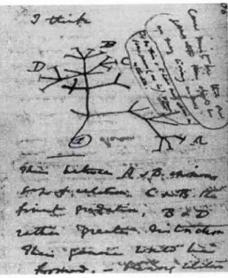 Figure 2.  2 :  Arbre de  vie de Darwin tiré de son carnet. 