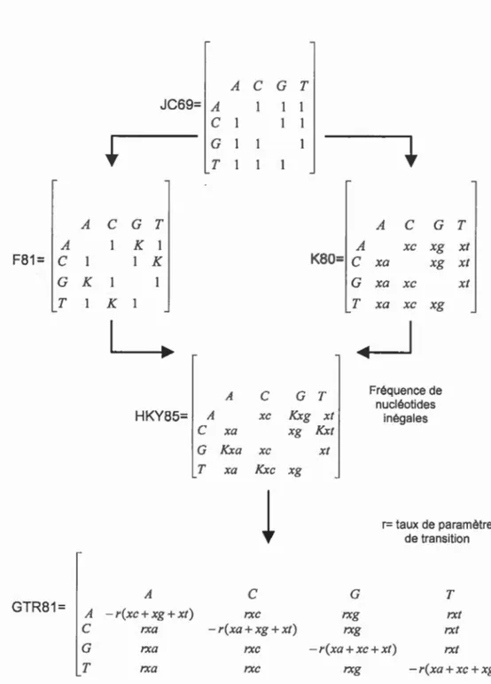 Figure  2.9:  Les  différents  modèles  d'évo lution.  Diagramme  inspiré  de  (Mullahy,  1986)