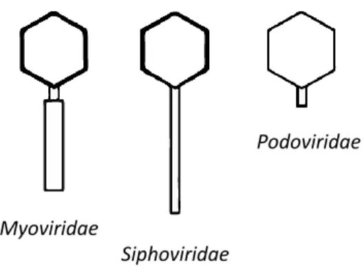 Figure 1.1 : Morphologie des trois familles de l'ordre des Caudovirales. Adaptée de Ackermann, 2003 (12).