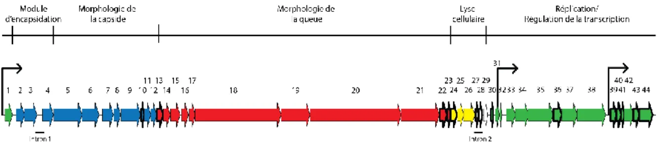 Figure  1.5 :  Représentation  du  génome  du  phage  virulent  2972  infectant  S.  thermophilus