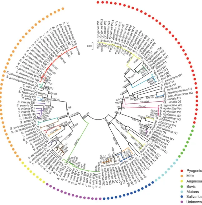 Figure  1.7  :  Arbre  phylogénétique  de  138  espèces  du  genre  Streptococcus.  Les  espèces  sont 