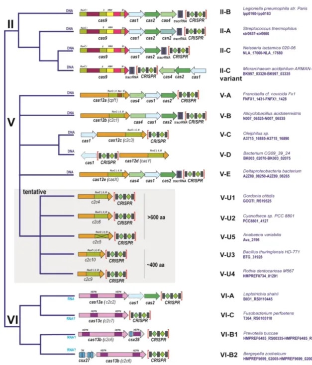 Figure  1.10 :  Classification  et  organisation  des  types  de  systèmes  CRISPR-Cas  et  domaines  des  protéines  effectrices pour les classes 1 (A) et 2 (B)
