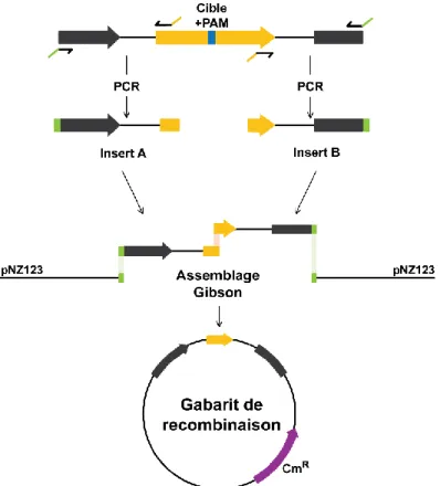 Figure 2.2 : Schématisation de la méthodologie permettant l’obtention des gabarits de recombinaison
