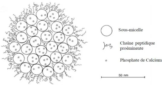 Figure  1: Modèle micellaire proposé par Walstra et al. 1999 