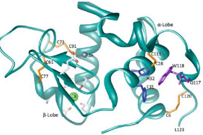 Figure 5 : Structure de l’α-LAC avec les sites de liaisons du Ca 2 + et du Zn 2 + (Fox &amp; McSweeney