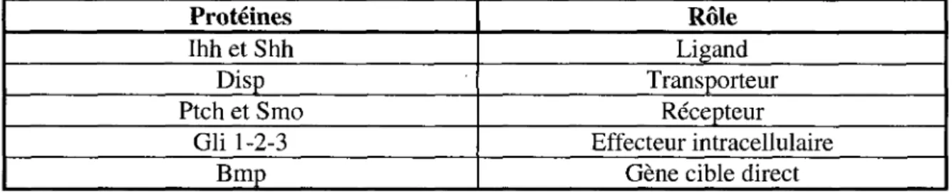 Tableau 1: Resume des principales proteines impliquees dans la signalisation des  Hedgehogs etudiees dans ce travail 