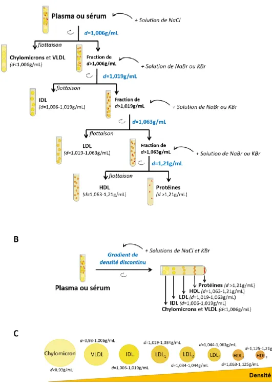 Figure 3 : Classification des lipoprotéines en fonction de leur densité. Deux variantes de  l’ultracentifugation permettent la séparation des lipoprotéines sur la base de leur densité