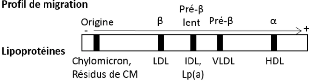 Figure  4 :  Profil  de  migration  électrophorétique  des  lipoprotéines.  Les  différentes  lipoprotéines  migrent  en  fonction  de  leur  charge  de  surface  et  de  leur  forme  sur  un  gel  d’agarose, puis sont détectées par densitométrie à 600nm s