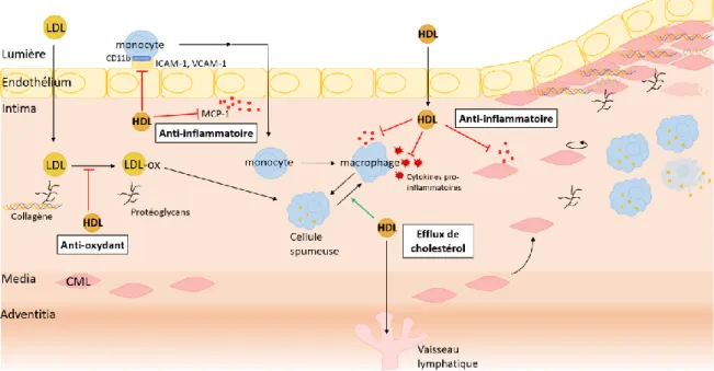 Figure 7 : Fonctions d’efflux de cholestérol, antioxydantes et anti-inflammatoires des  HDL liées à la prévention de l’athérosclérose