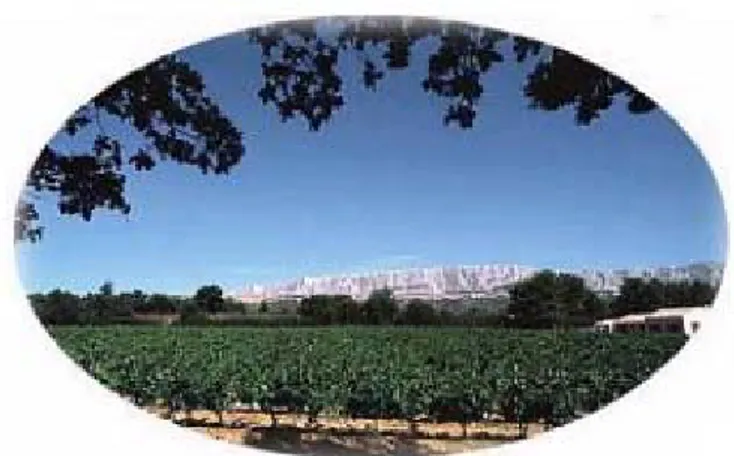 Figure 2 : Le vignoble de Rousset et la chaîne de la  Sainte Victoire 