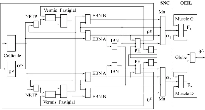 Figure 3 : Connectivité du modèle. Chaque rectangle représente une étape de traitement des signaux, selon  les équations présentées ci-dessus