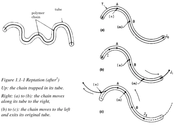 Figure 1.1-1 Reptation (after 3 )  Up: the chain trapped in its tube.  Right: (a) to (b): the chain moves  along its tube to the right, 