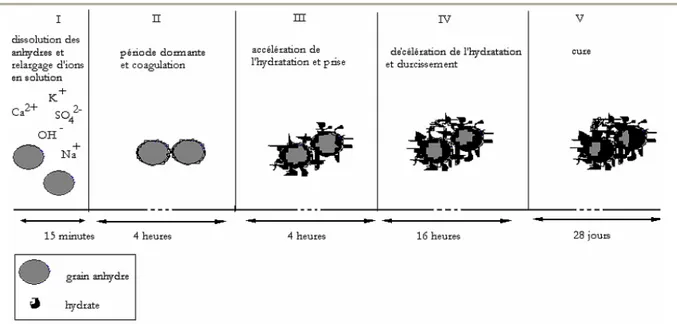 Figure 1 : Schéma récapitulatif de l’hydratation de deux grains de ciment (données tirées de [7]) 