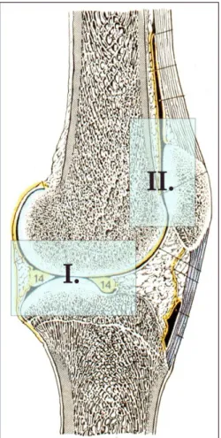 Figure 1 :  Coupe sagittale du genou. I. l’articulation fémoro-tibiale. II. L’articulation fémoro-patellaire [CAB1998]