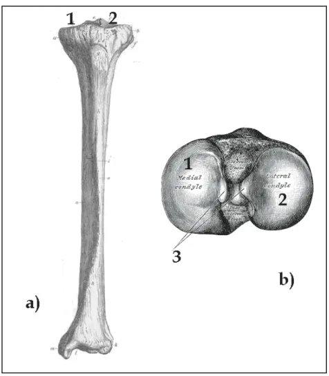 Figure 5 :  a) Le tibia, vue antérieure [CAB1998]. b) Le plateau tibial. 1. Cavité glénoïde médiale