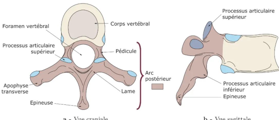 Figure 3 : Vues crâniale et sagittale d’une vertèbre thoracique 