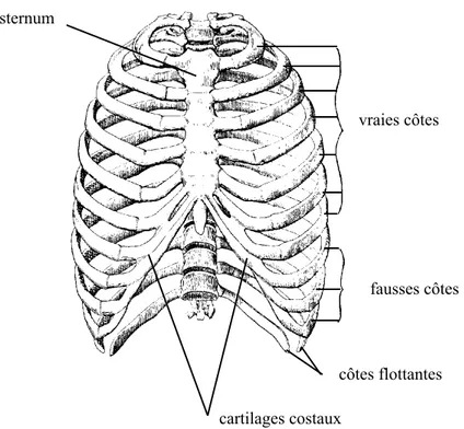 Figure 1-7 : La cage thoracique (d’après Rouvière 92). 