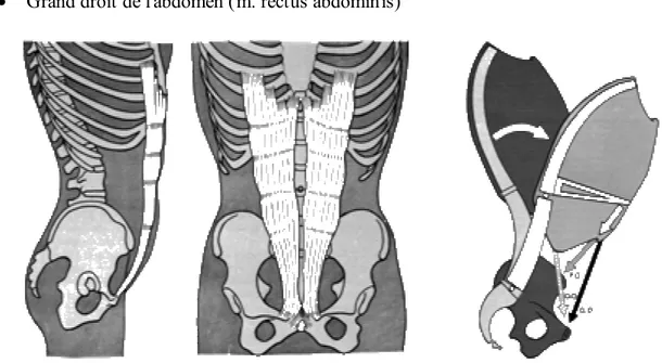 Figure 1-8 : A gauche et au centre : Situation du rectus abdominis.  A droite : Actions combinées du rectus  abdominis et des obliques de l’abdomen pour le mouvement de flexion (d’après Kapandji 82)