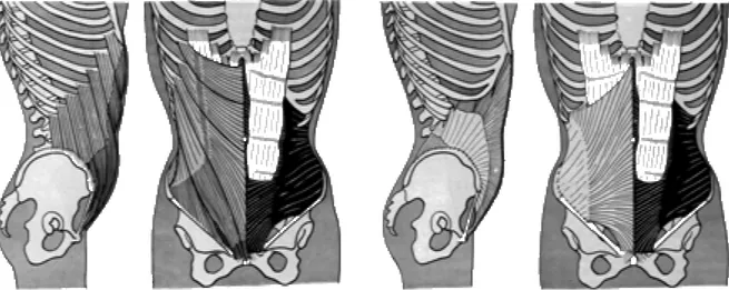 Figure 1-9 : Situations des muscles grand oblique, à gauche, et petit oblique, à droite (d’après Kapandji 82)