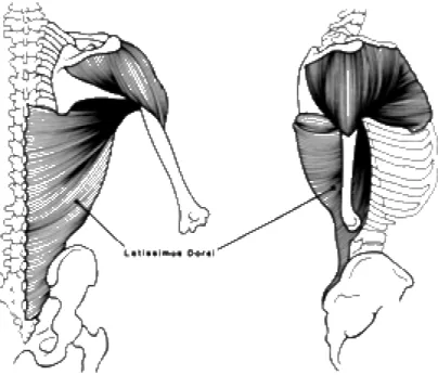 Figure 1-13 : Muscle grand dorsal - latissimus dorsi (Gracovetsky 1988) 