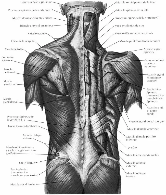 Figure 1-18 : Plan superficiel de la musculature du dos (Netter 2001). 