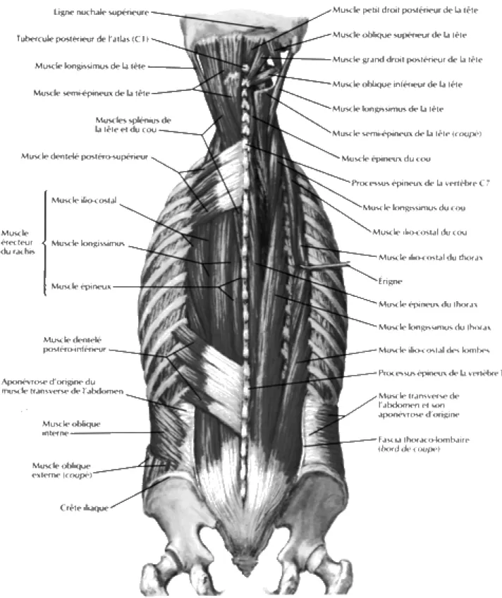 Figure 1-19a : Plan intermédiaire de la musculature du dos (Netter 2001). 