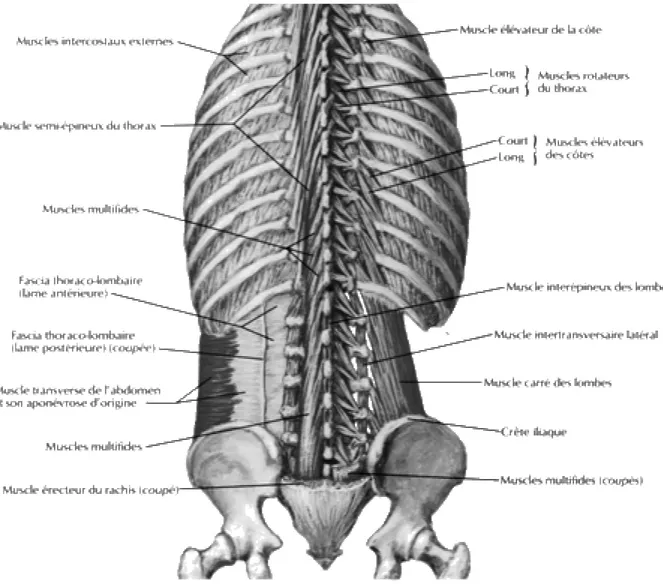 Figure 1-19b : Vue d’ensemble du plan profond de la musculature du dos (Netter 2001). 