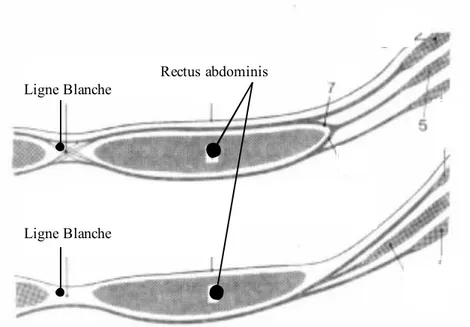 Figure 1-22 : Aponévrose abdominale (d’après Cabrol 99). 