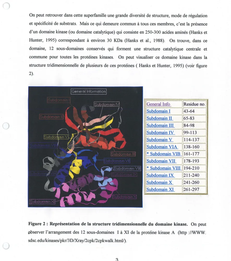 Figure 2 : Representation de la structure tridimensionnelle du domaine kinase. On peut pbserver Parrangement des 12 sous-domaines I a XI de la proteine kinase A (http :/AVWW.