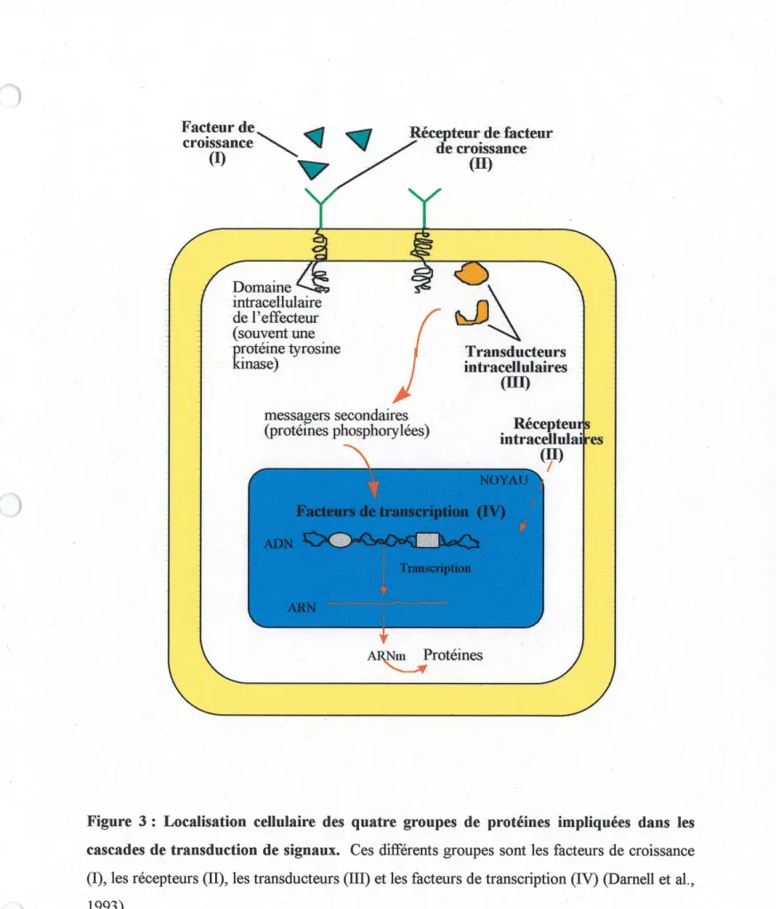 Figure 3 : Localisation cellulaire des quatre groupes de proteines impliquees dans les cascades de transduction de signaux