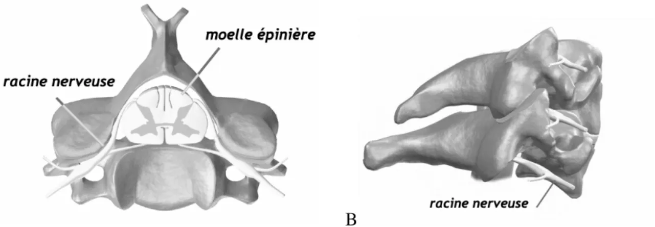 Figure 3. Rapport structures osseuses / structures nerveuses.  A vue supérieure. B vue latérale