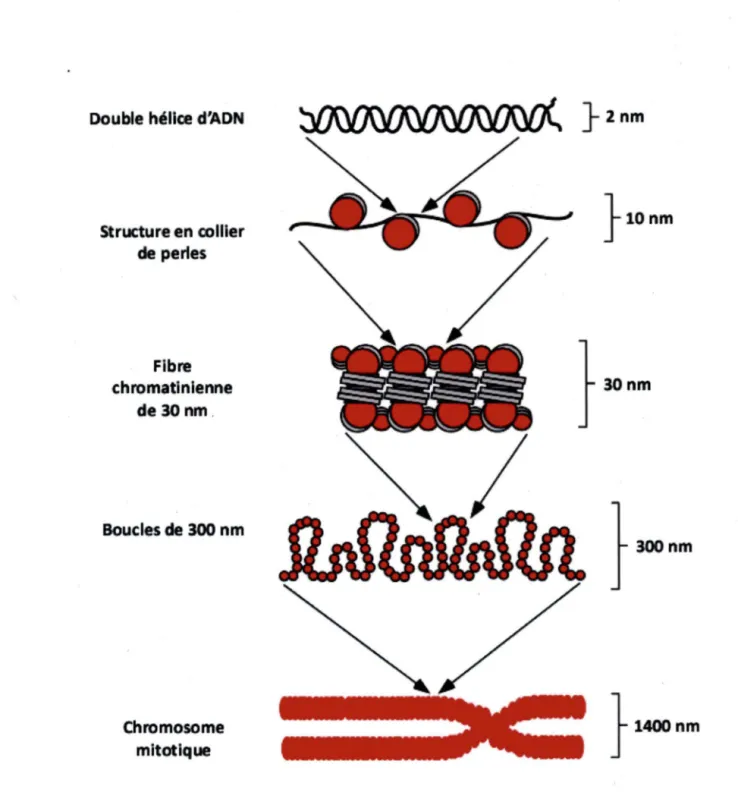 Figure 8.  Divers degrés de compadlon de l'ADN.  Lorsque  les  nucléosomes  se  lient  à  l'ADN en  présence de rhistone H1,  il y a formation d'une structures en  collier de perles