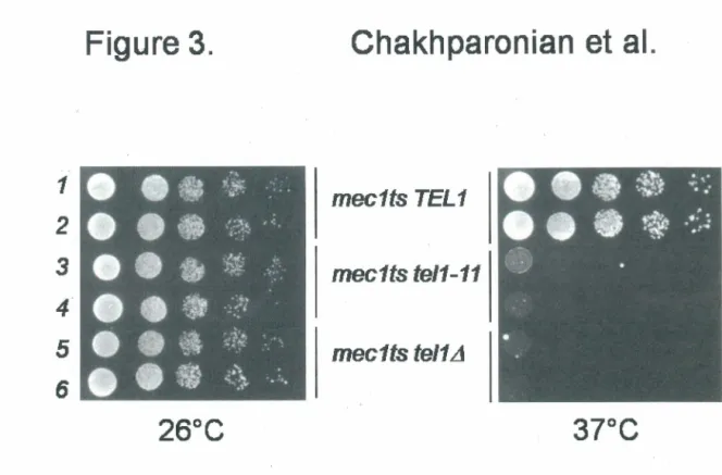 Figure 3.  Chakhparonian et al.  1  mec1ts TEL1  2  3  mec1ts te/1-11  4  5  mec1ts te/1  L1  6  26°C  37°C 