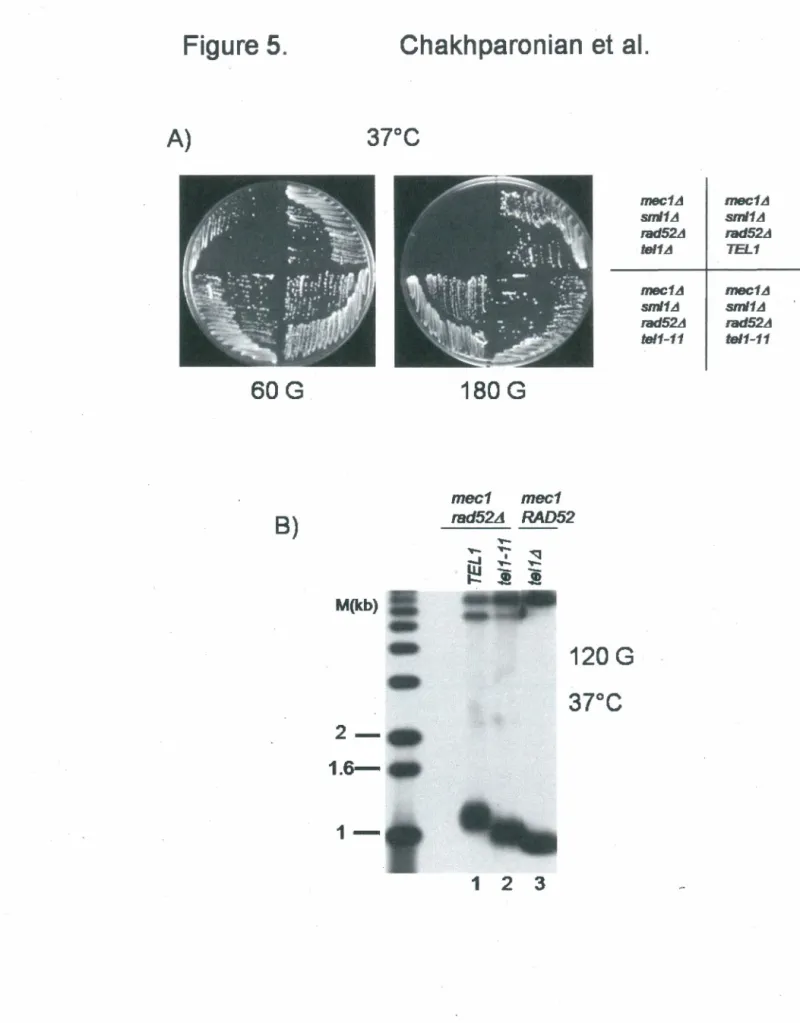 Figure 5.  A)  60G  B)  Chakhparonian et al. 37°C  M(kb)   2- 1.6- 1-180 G mec1  mec1  rad52A  RAD52  1  2  3  120G 37°C  mec1LJ  mec1.d ~1LJ sml1LJ rad52Â  rad52.d tel1LJ TEL1 mec1LJ mec1LJ ~1LJ sml1.d rad52.tJ 1Bd52LJ tel1-11 IB/1-11 