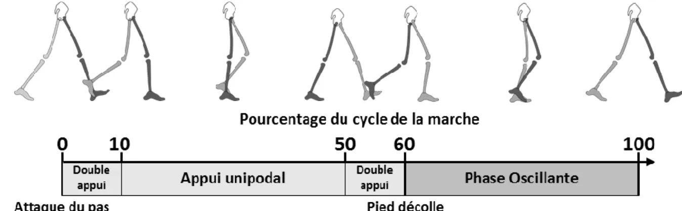 Figure I-1 — Cycle et sous phases de la marche 