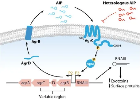 Fig. 4: Les étapes d’autoactivation d’Agr. (Tiré de Novick et Geisinger, 2008). 