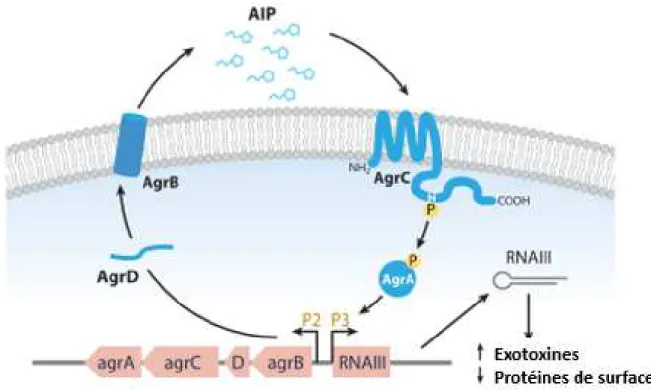 Figure 3. Contrôle du système de quorum-sensing agr chez S. aureus. Adapté de Novick et 237 