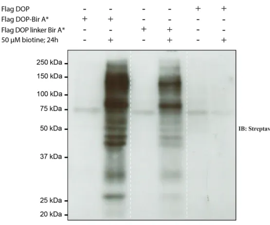 Figure 21. Test de fonctionnalité des constructions BirA* couplées à DOP dans des cellules  HEK293