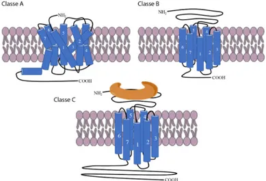 Figure 1. Structure des principales classes de récepteurs couplés aux protéines G. 