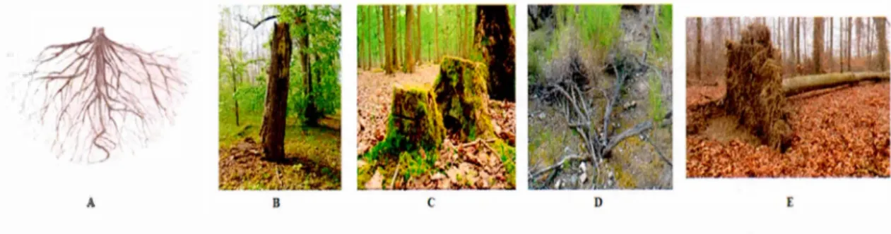 Figure  1.  Représentation  des  différentes  formes  du  bois  mort.  À  :  racmes  souterraines ; B : chjcots  ; C : souches ; D  :  branches ; E : chablis