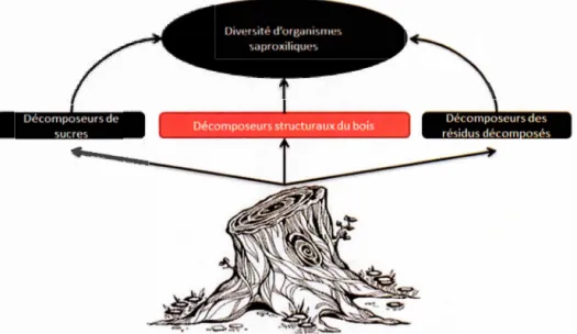 Figure  2.  Représentation  simplifiée  du  réseau  saproxylique  (modifié  de  Stokland  et  al.,  2012)